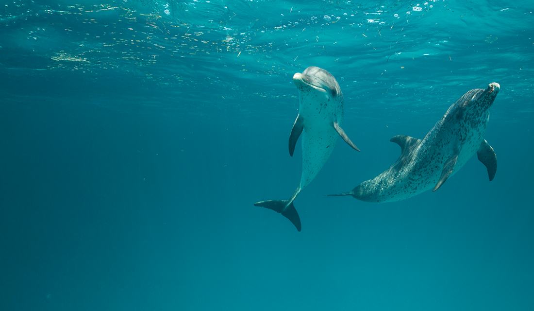 A cute illustration of Dolphin Project