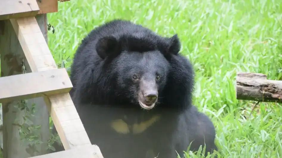 An image of a rescued animal