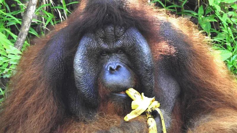 An image of a rescued animal