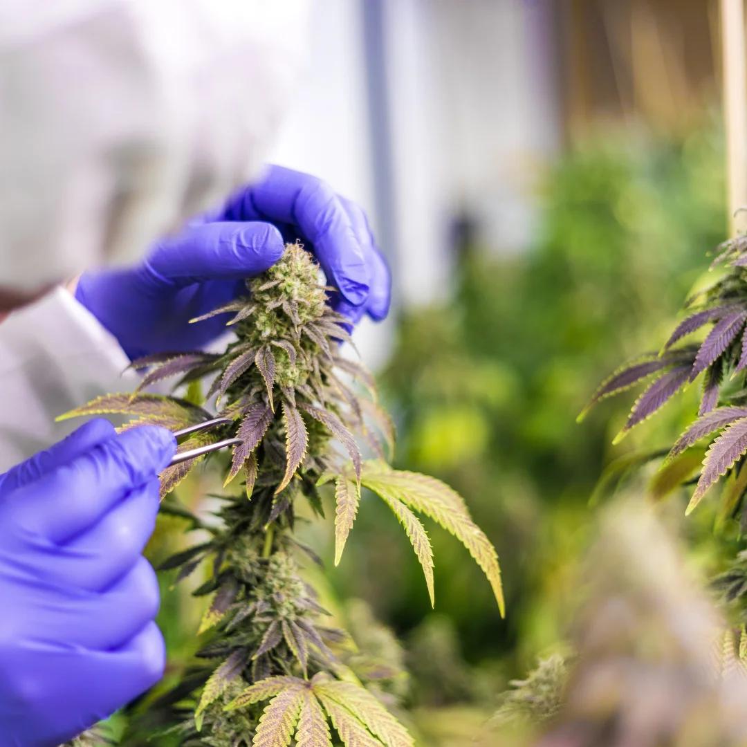 dispensary cannabis