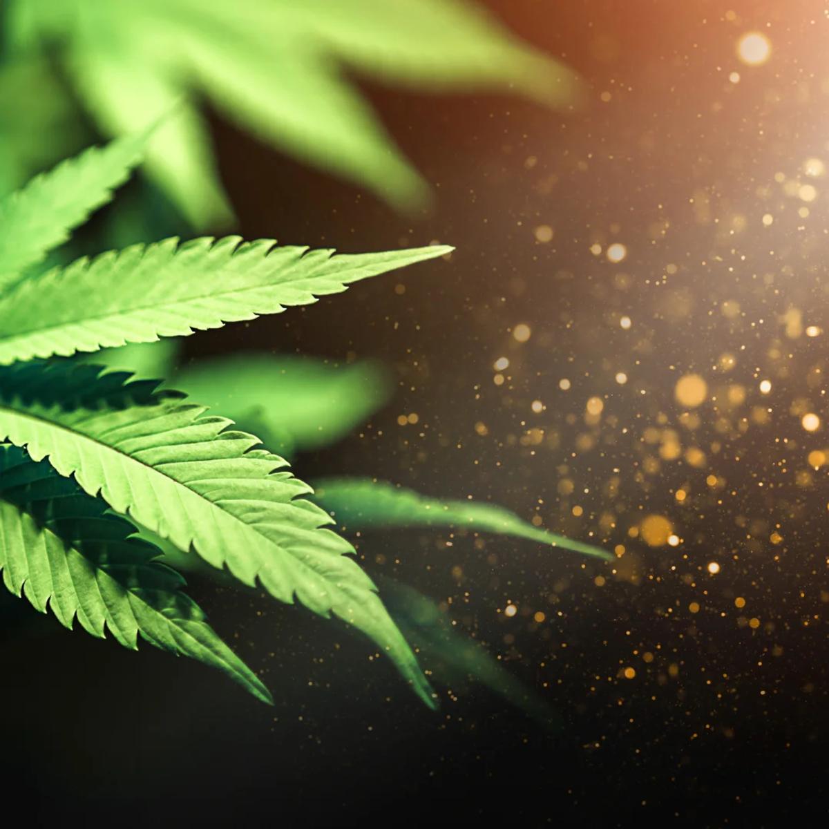 cannabis digital dispensary
