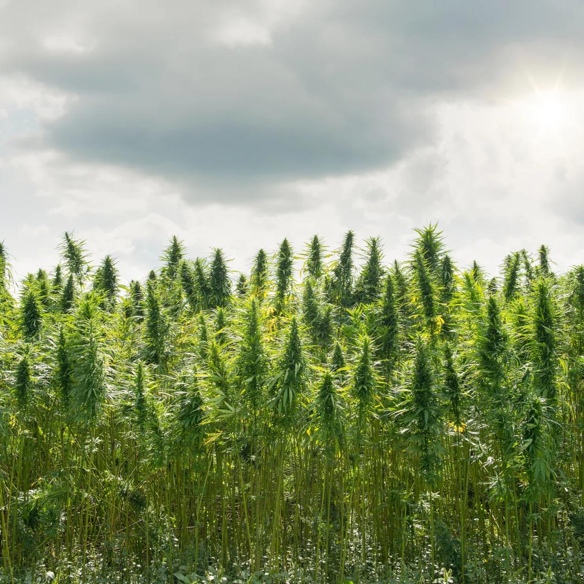 Optimizing Your Medical Cannabis Marketing Strategy with Webugol