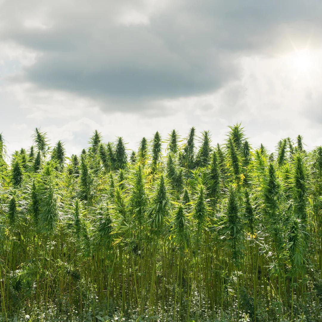 Optimizing Your Medical Cannabis Marketing Strategy with Webugol