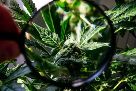 SEO for CBD Companies: The Guide to Boost Your Online Visibility