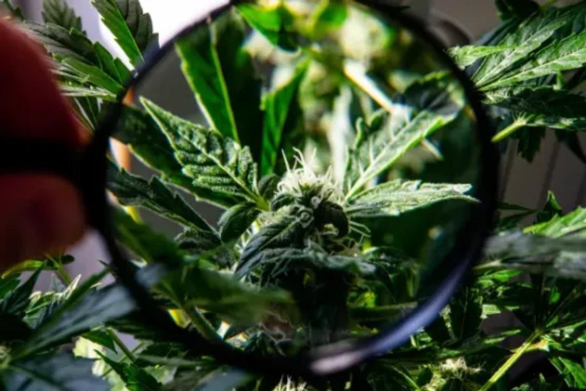 seo-for-cbd-companies-the-guide-to-boost-your-online-visibility