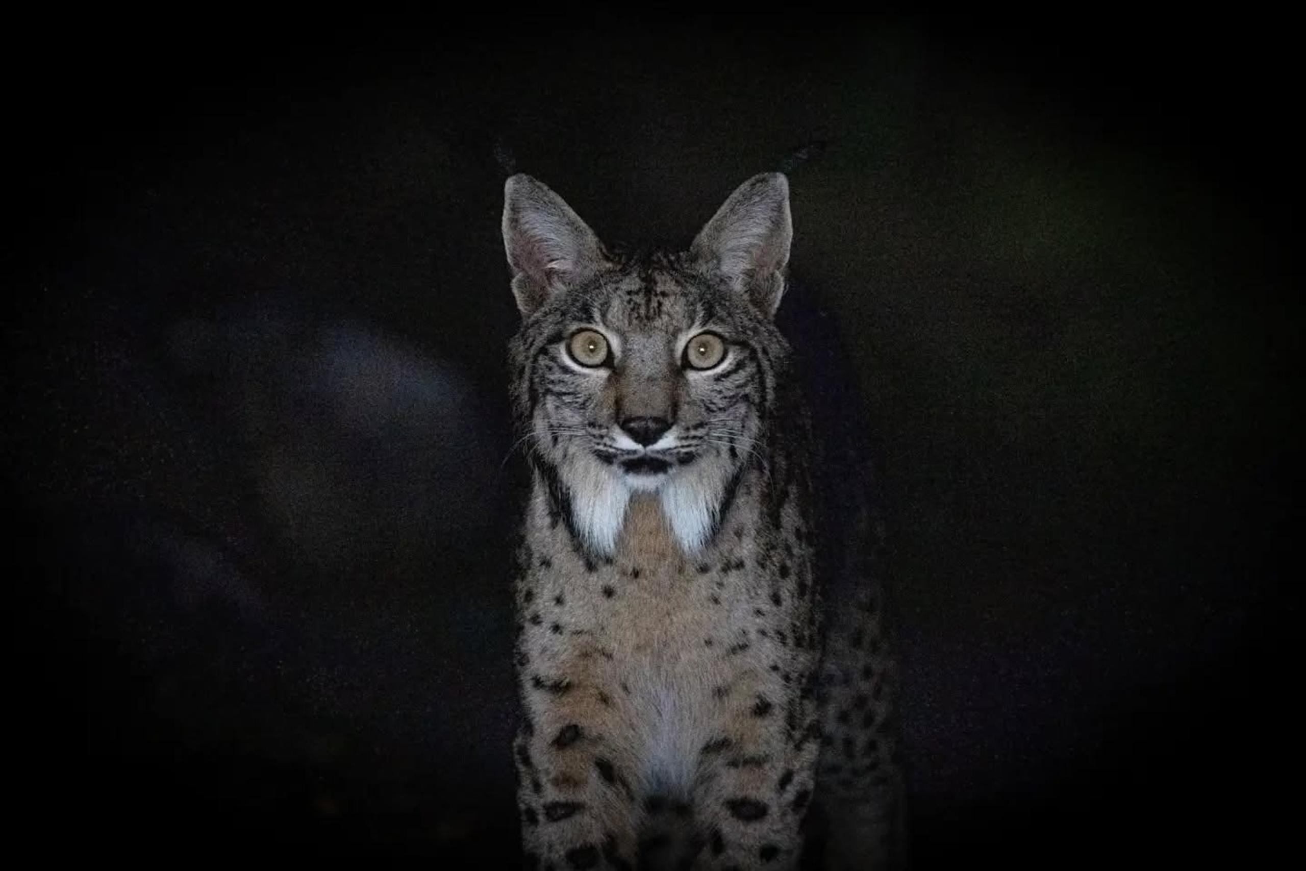 Femmina di lince iberica che guarda nell’obiettivo