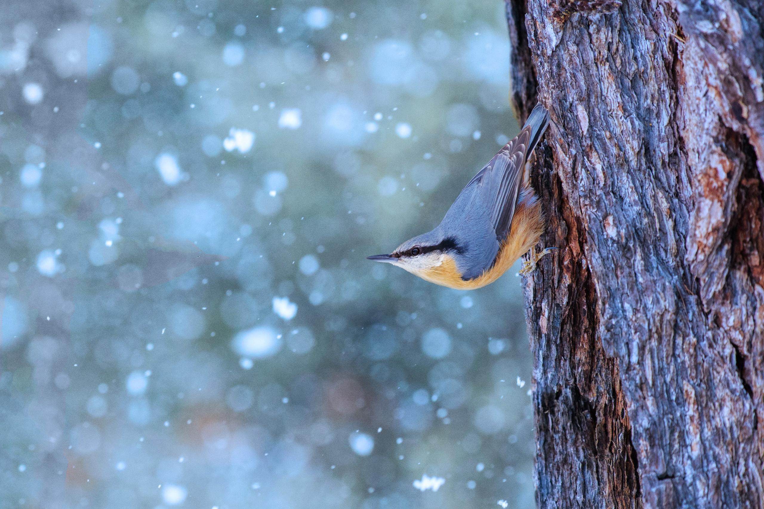 Picchio muratore aggrappato a un tronco sotto la neve