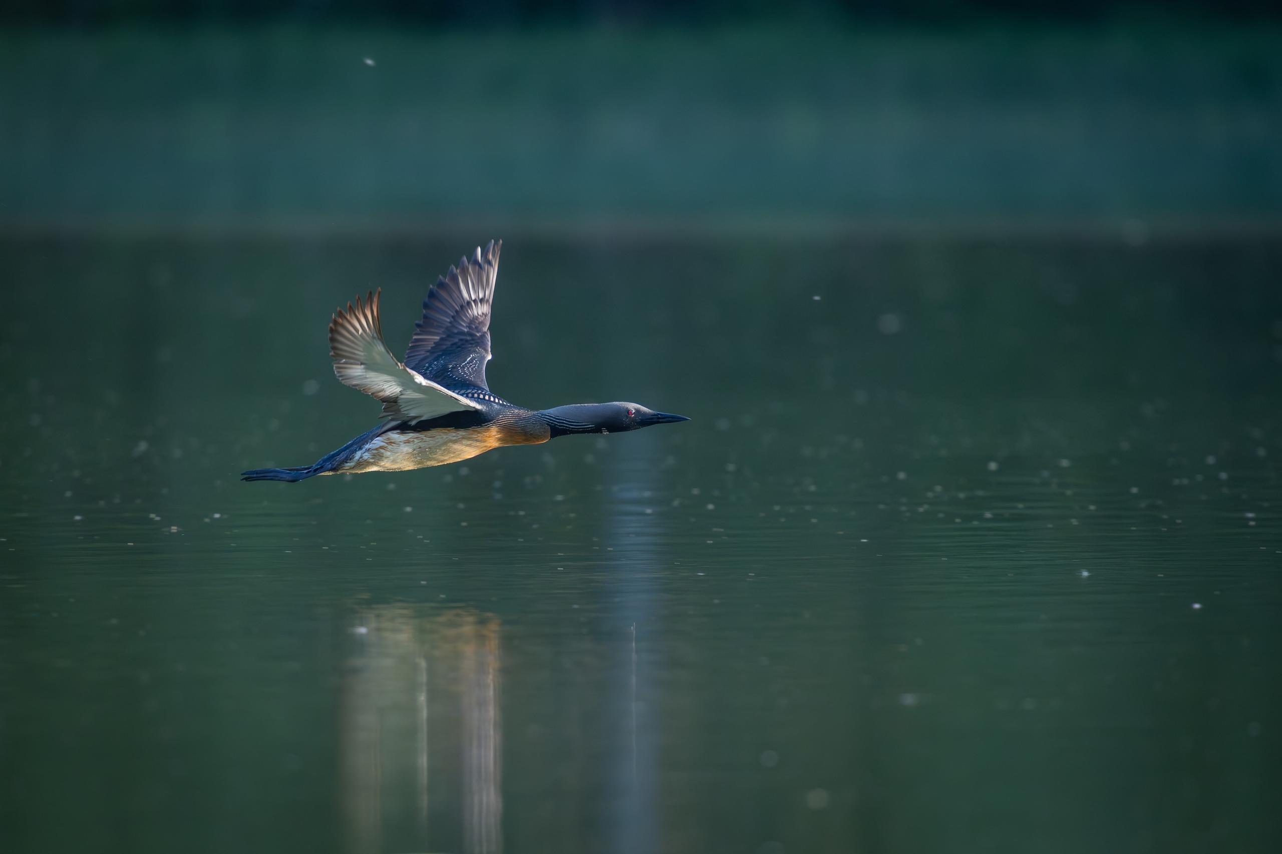 Strolaga mezzana in volo radente sull’acqua