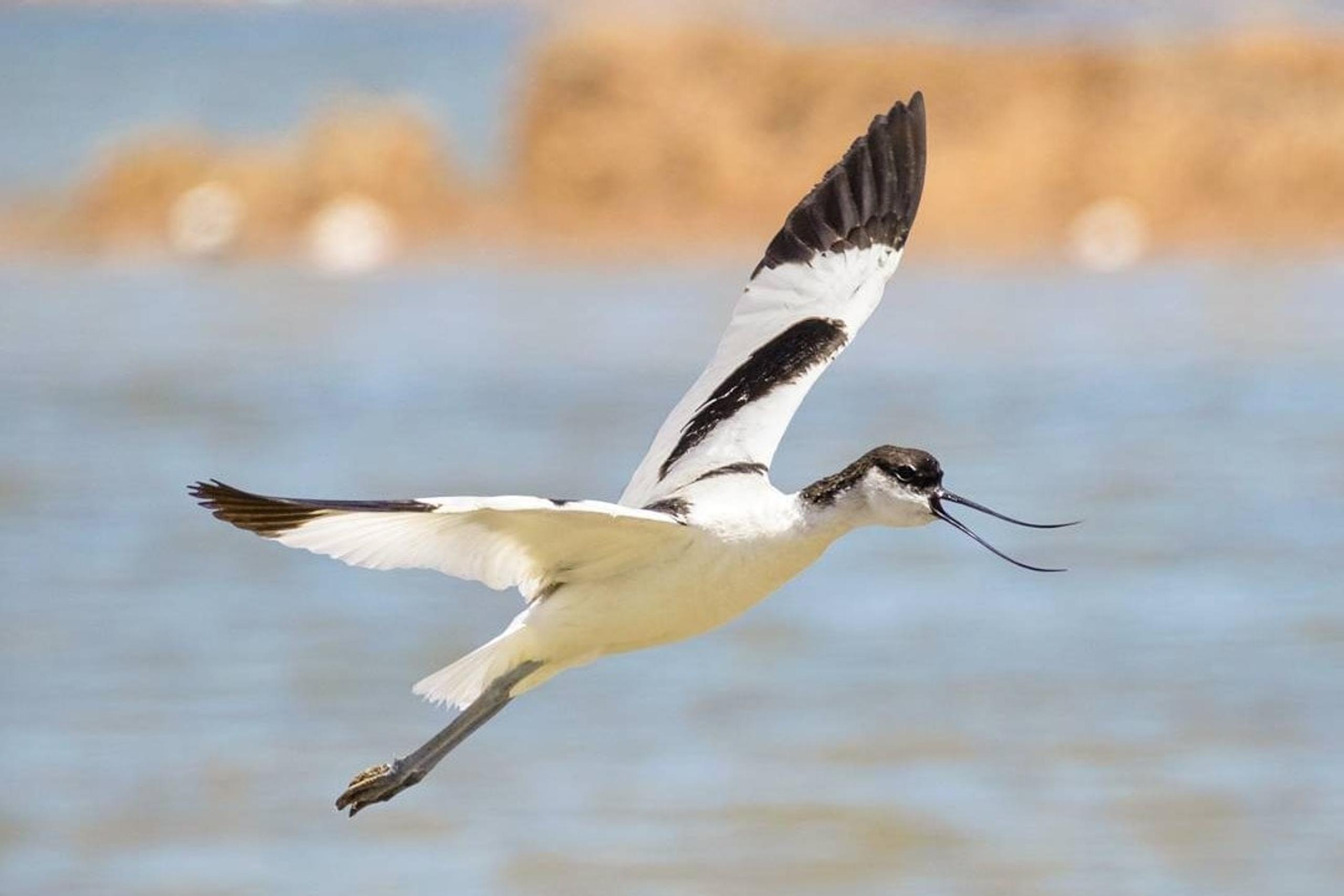 Avocetta in volo sopra le saline