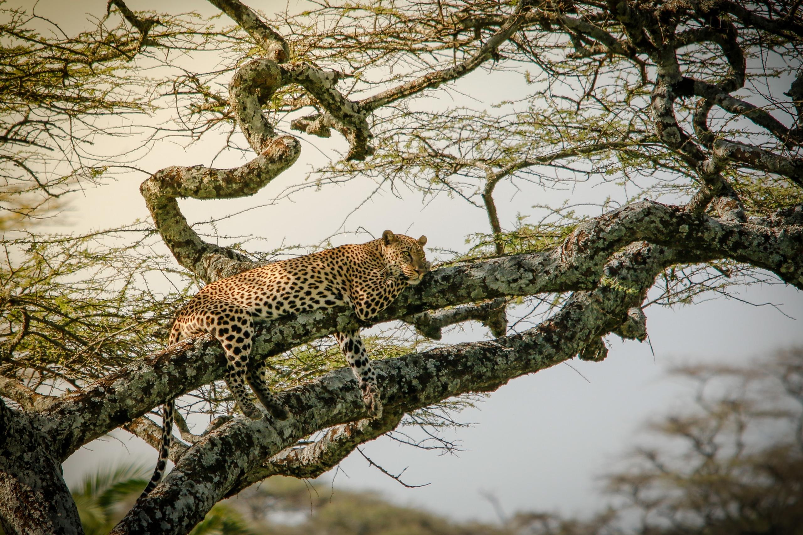 Leopardo disteso su un ramo di acacia