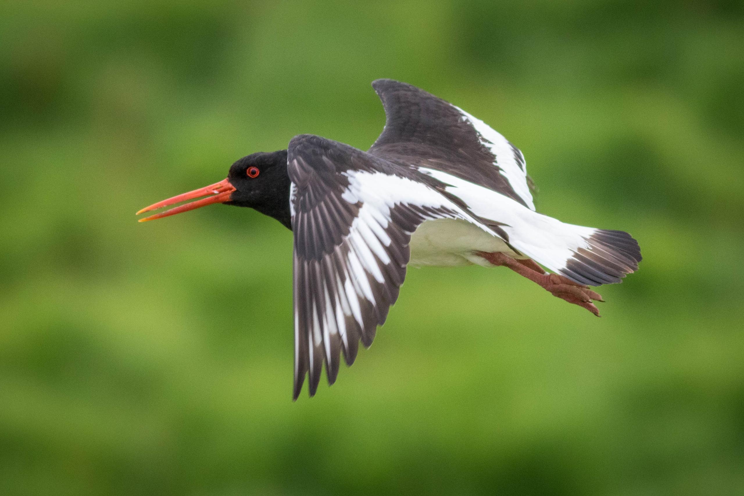 Beccaccia di mare in volo