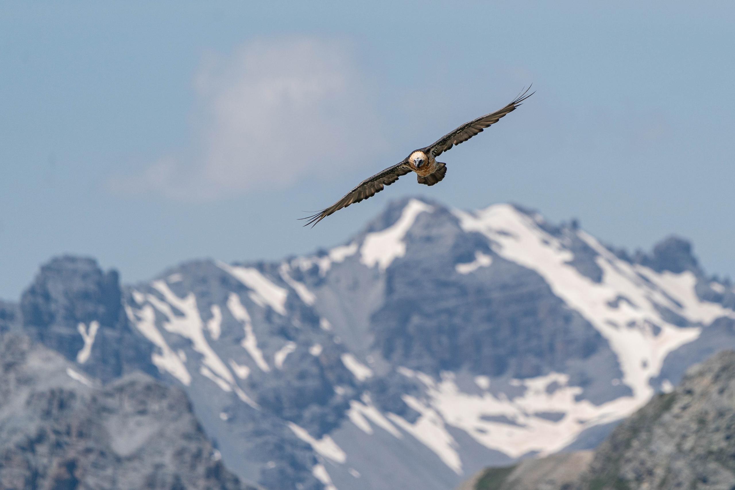 Gipeto in volo davanti alle montagne innevate dello Stelvio