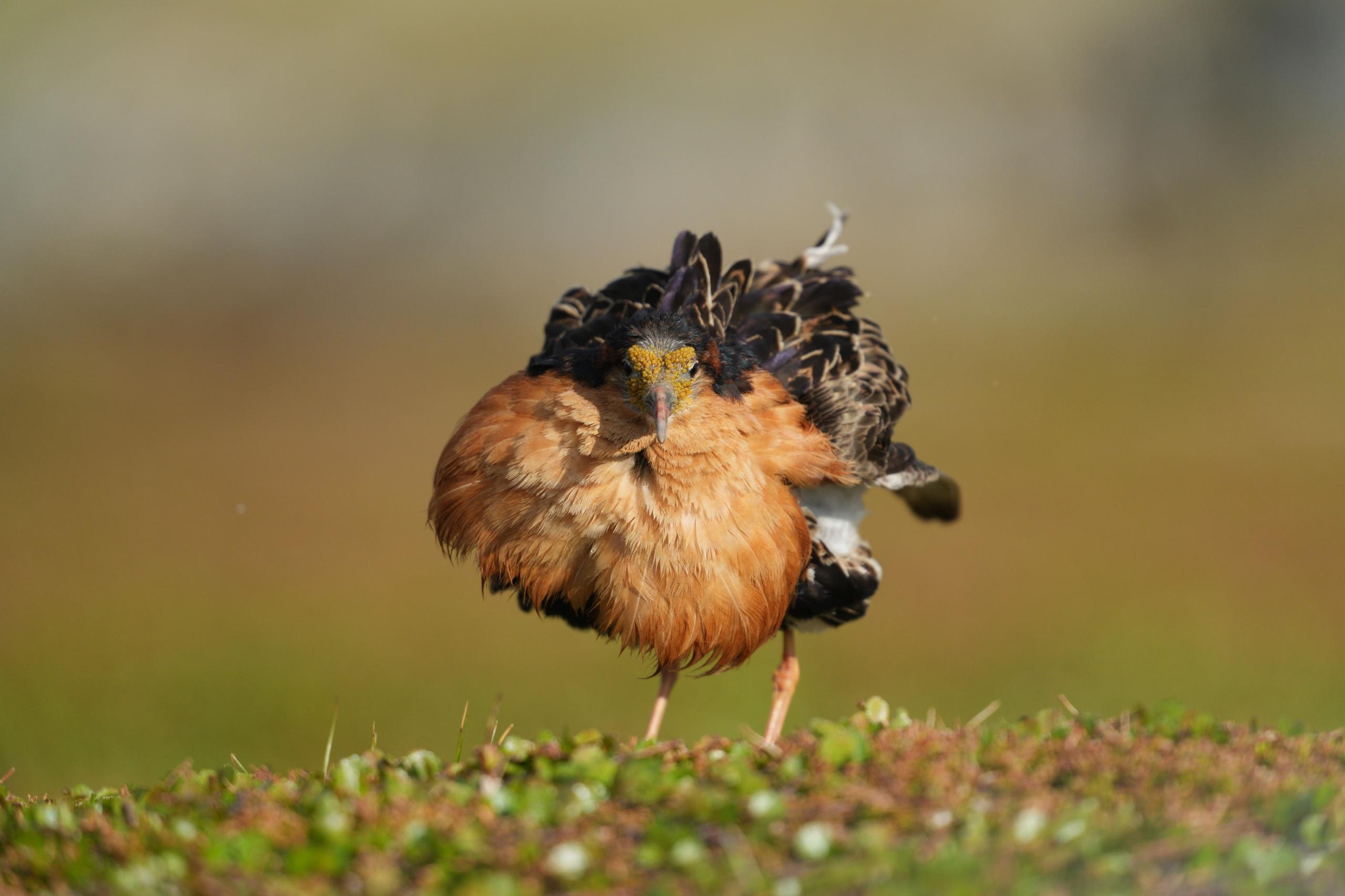 Combattente maschio in parata con le piume arruffate