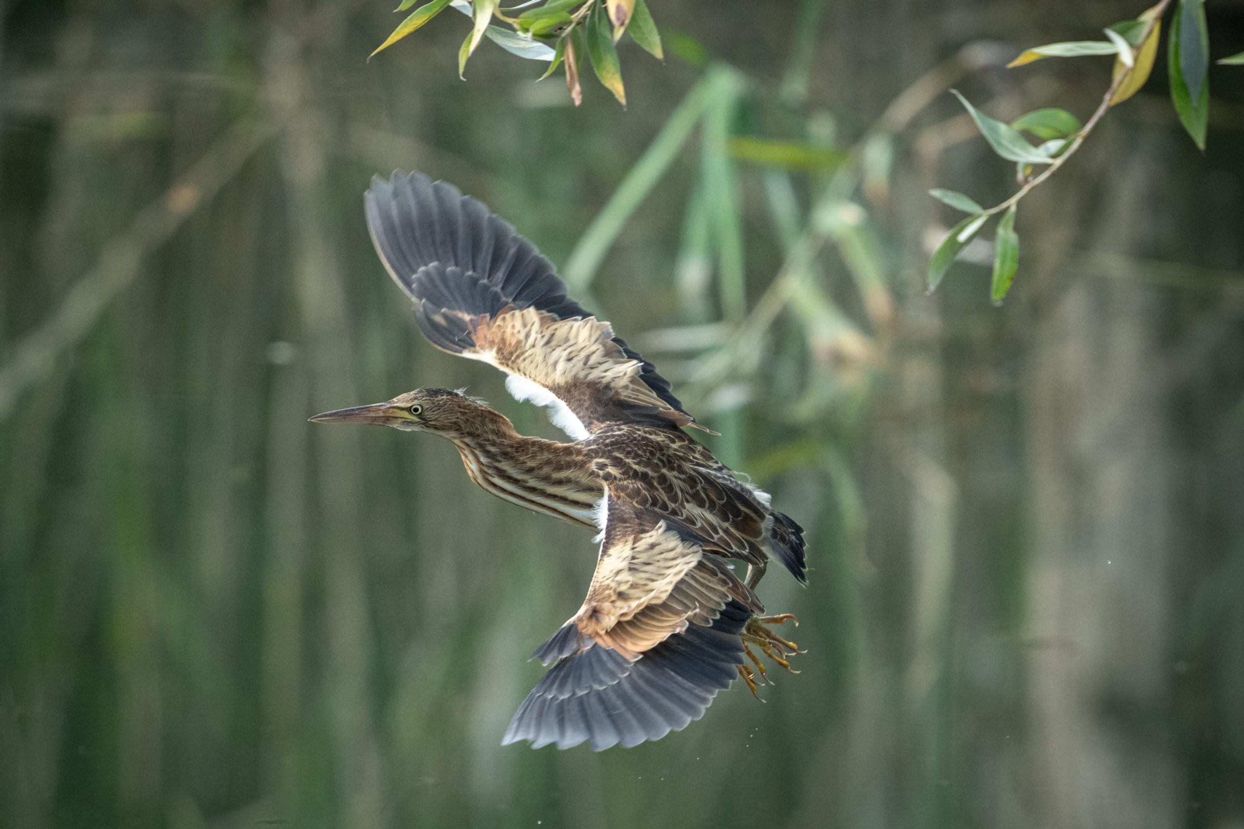 Tarabusino in volo tra le canne