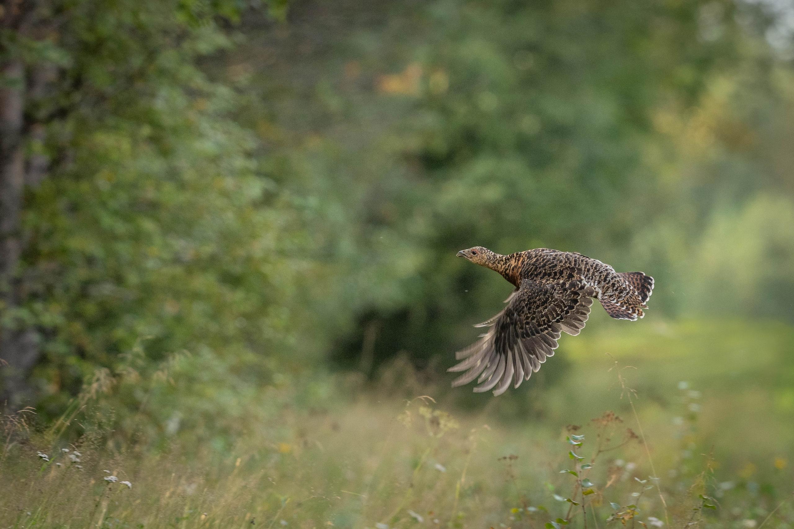 Femmina di gallo cedrone in volo lungo il bosco