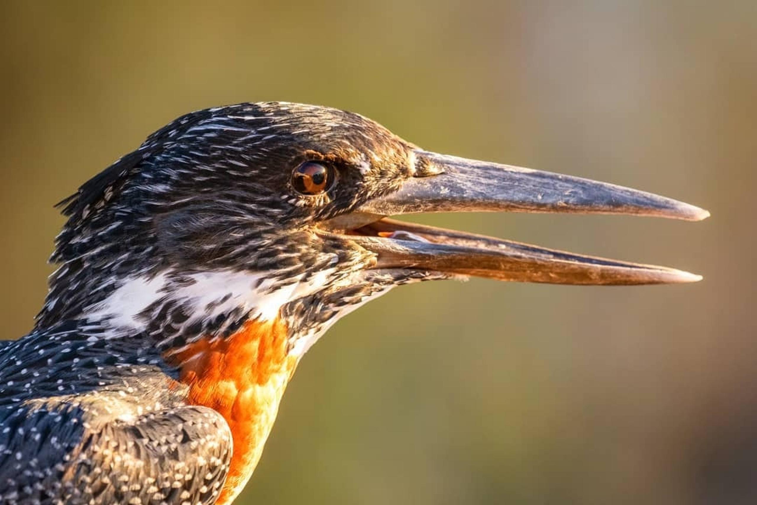 Martin pescatore gigante in cerca di prede sul fiume Letaba