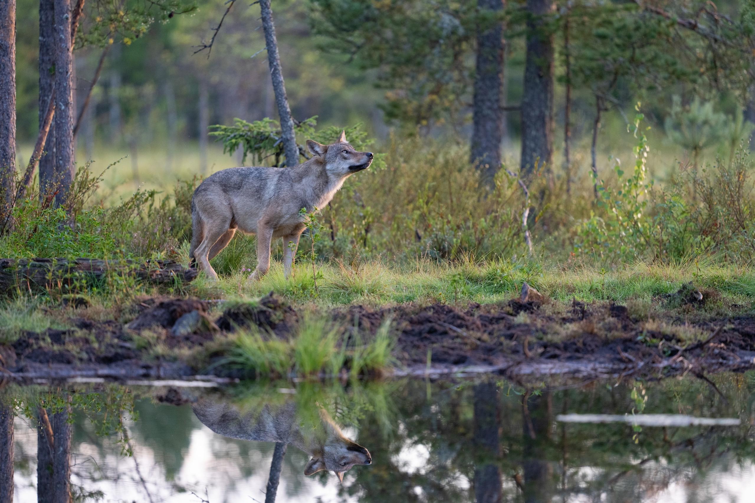 Lupo grigio sulla riva di uno stagno nella taiga