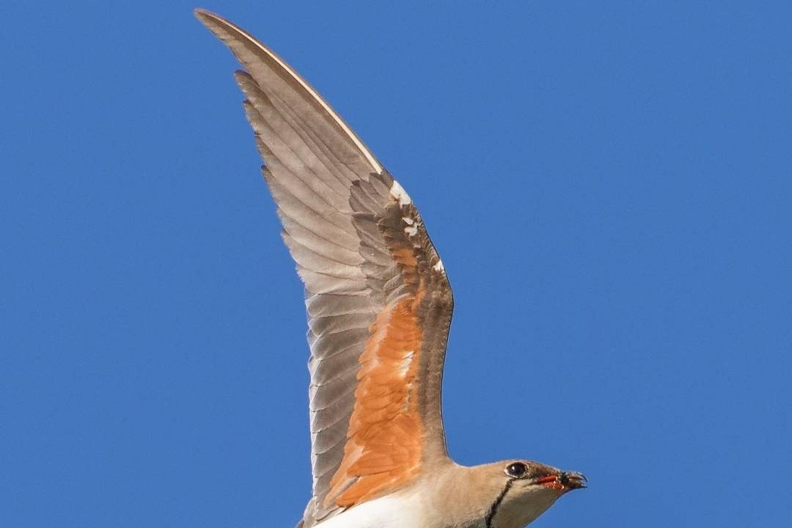 Pernice di mare in volo