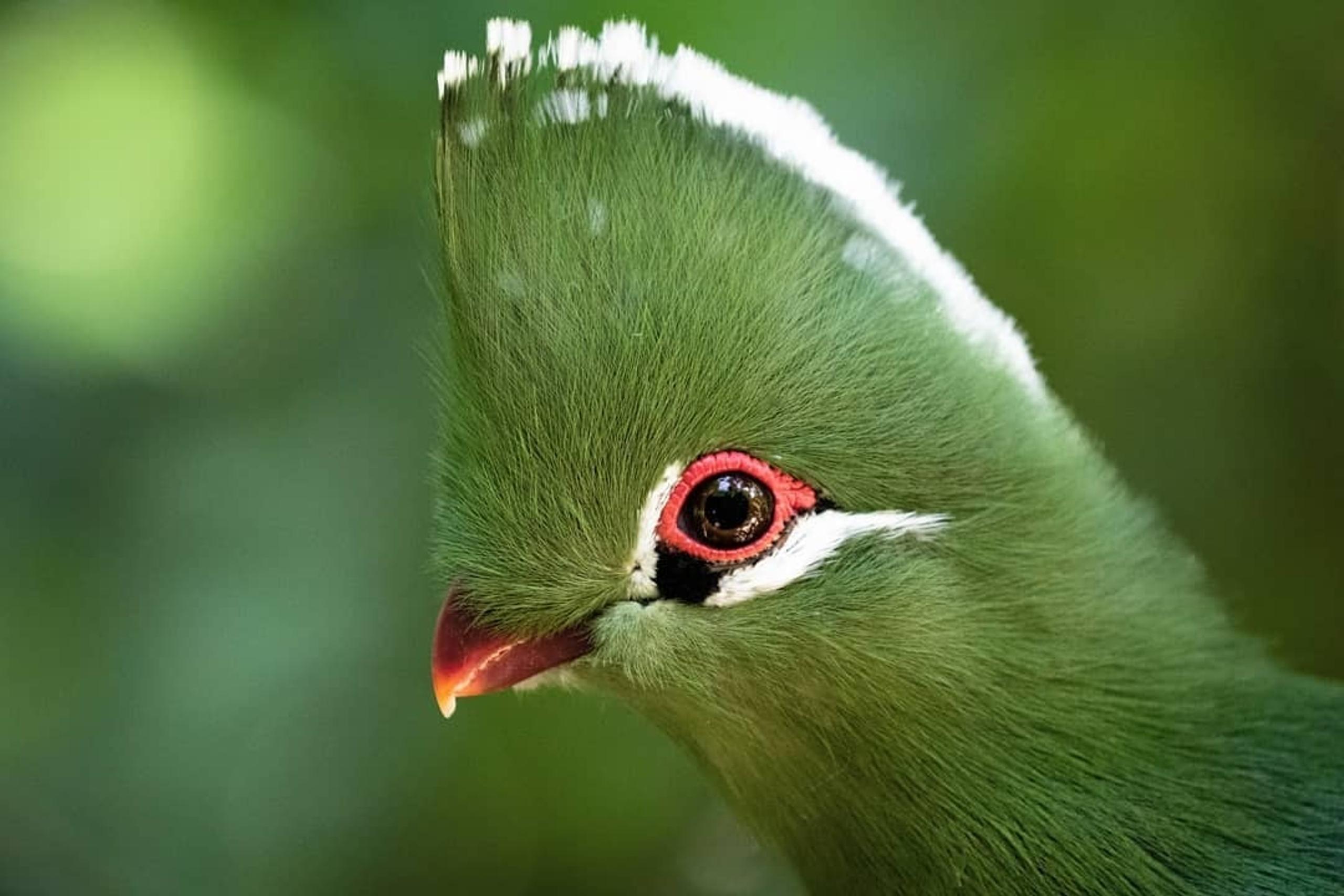 Turaco del Knysna tra gli alberi della Garden Route