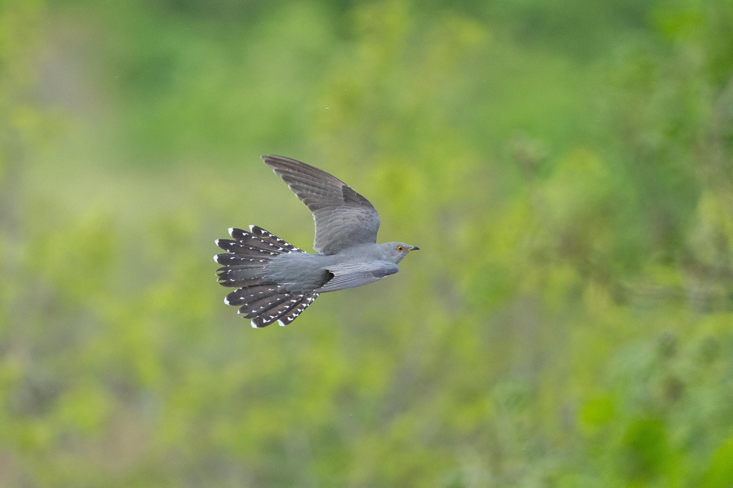 Cuculo in volo