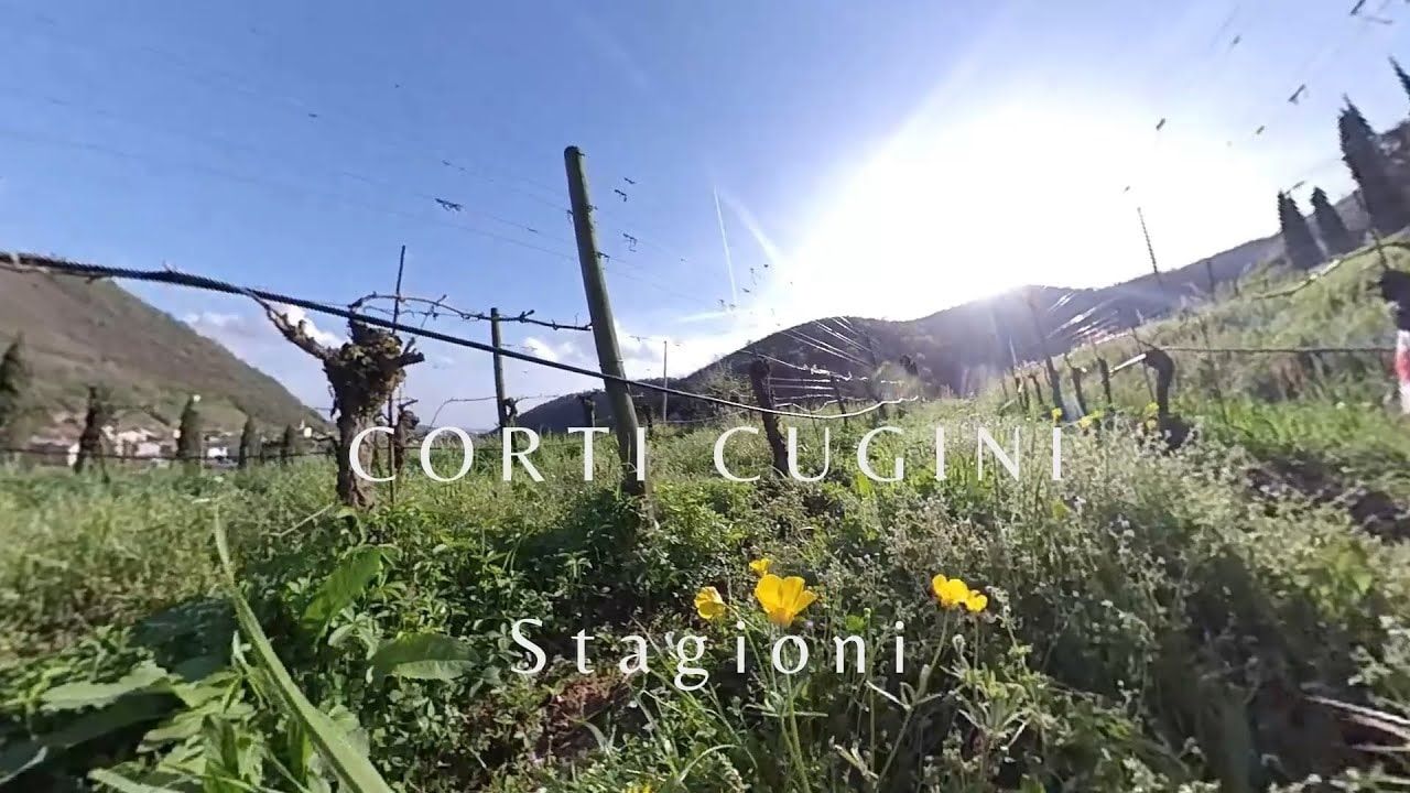 Franciacorta vineyard in spring with yellow flowers between the rows, frame from the Seasons video