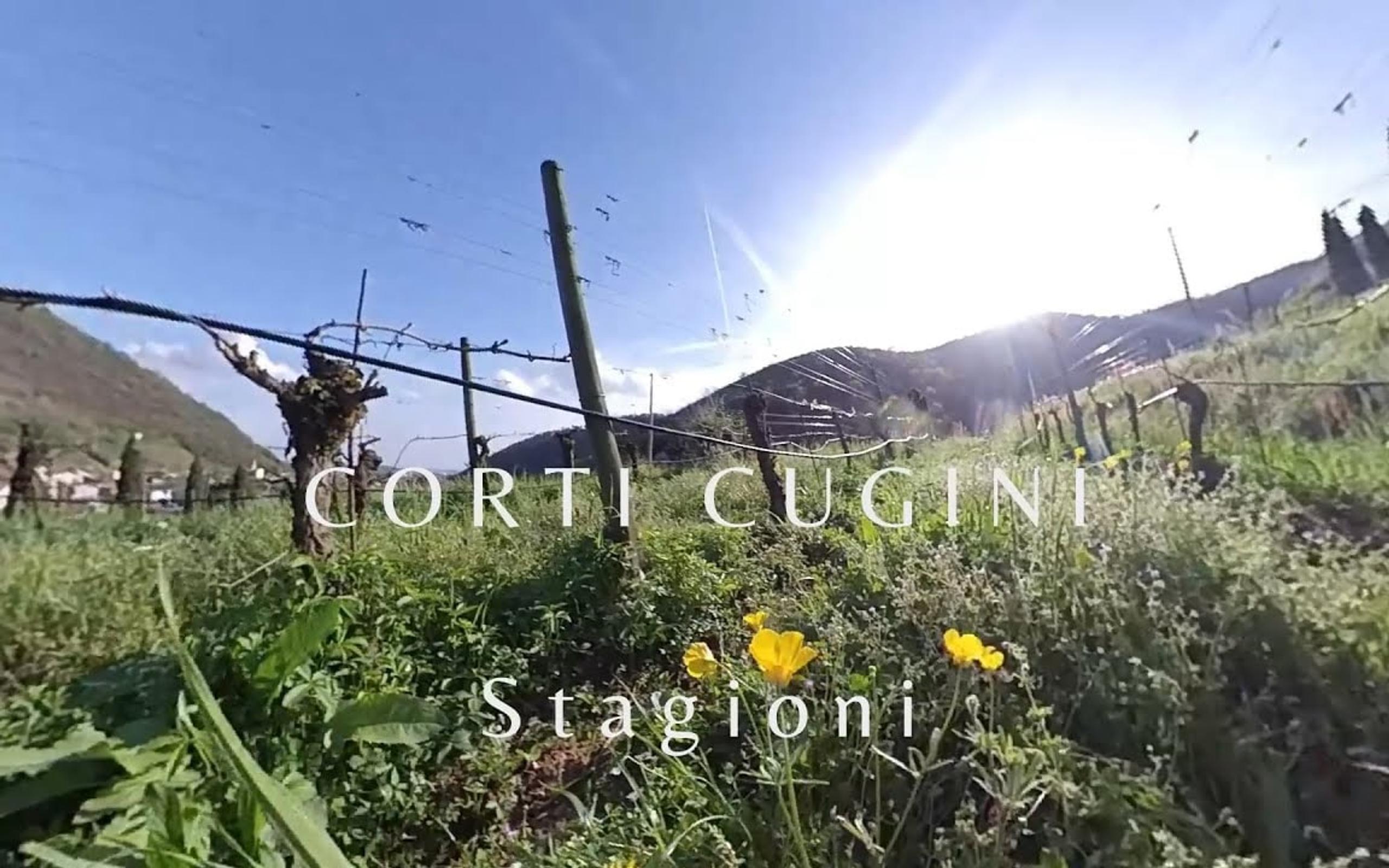 Franciacorta vineyard in spring with yellow flowers between the rows, frame from the Seasons video