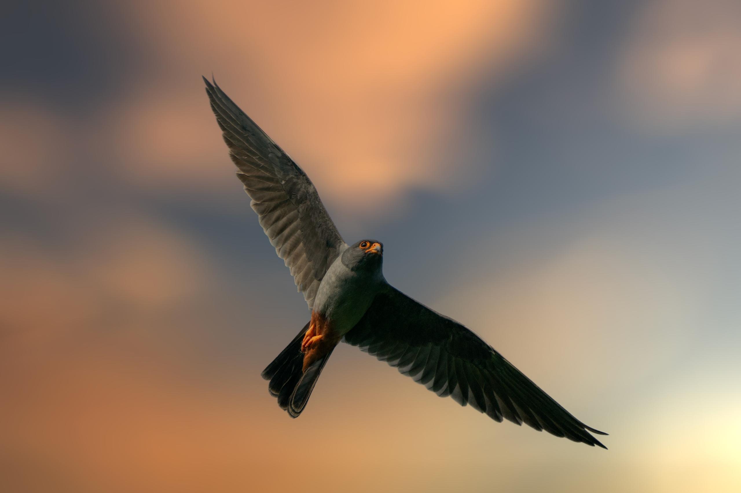Falco cuculo al tramonto