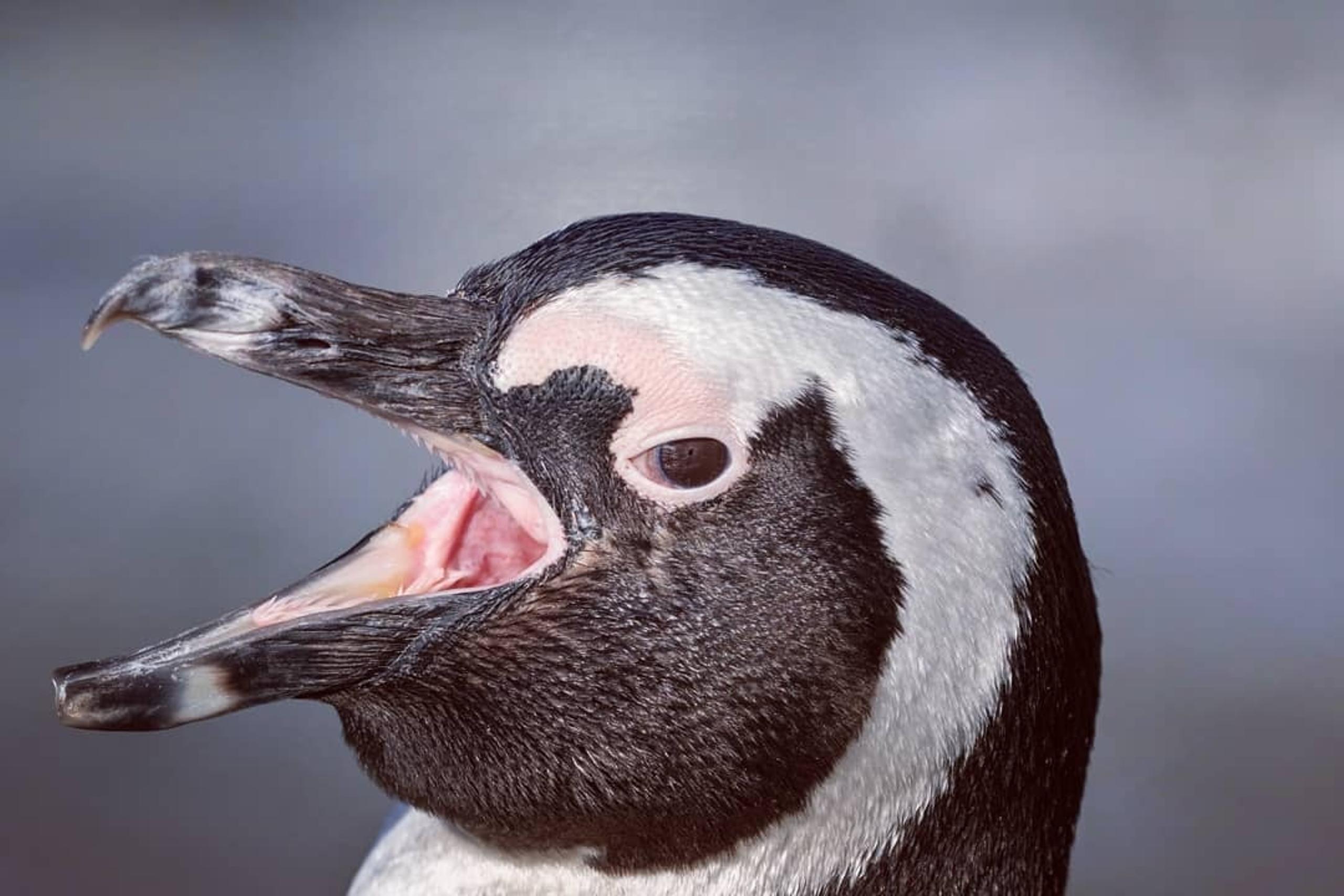 Pinguini africani sulla spiaggia