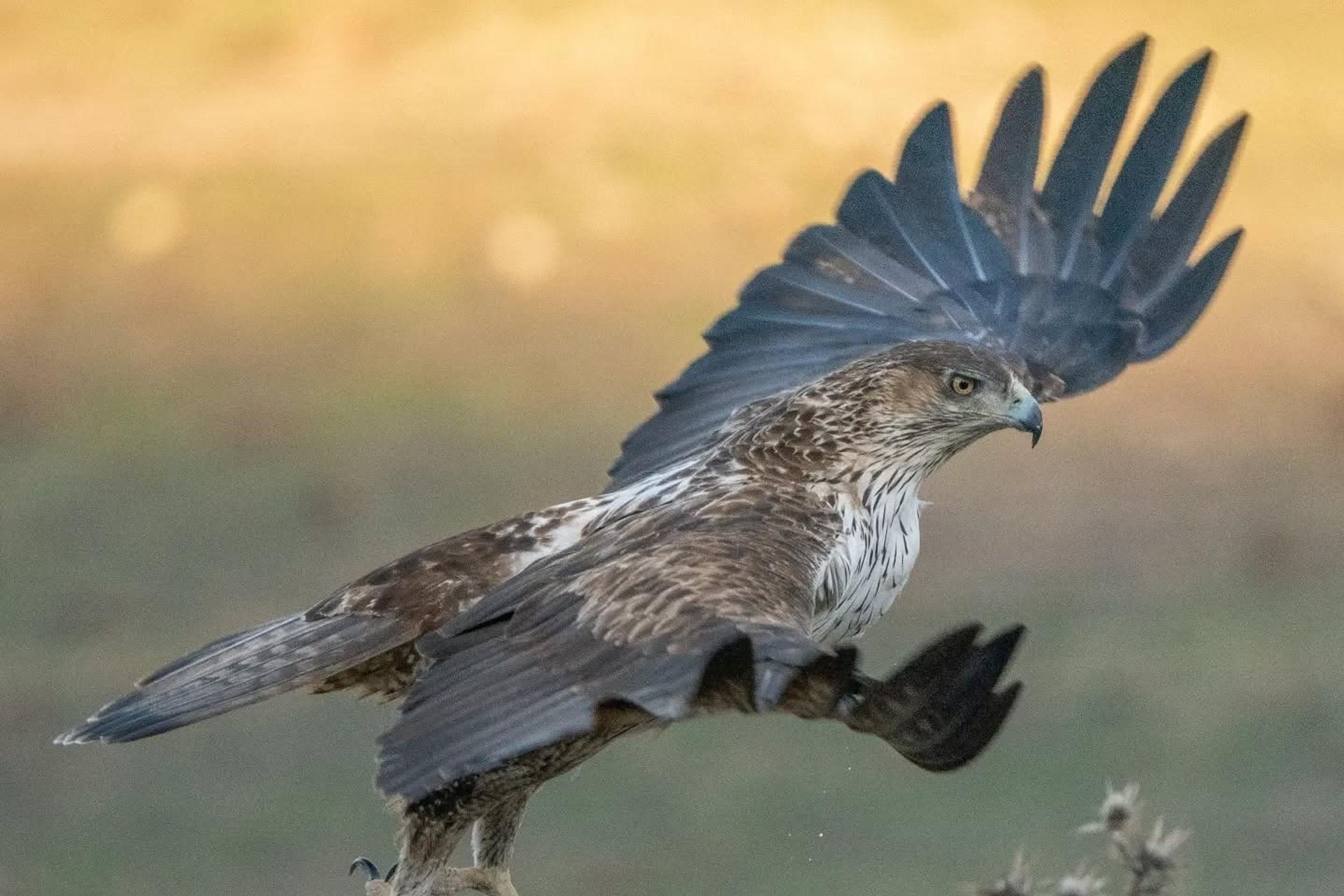 Aquila di Bonelli che atterra con le ali aperte