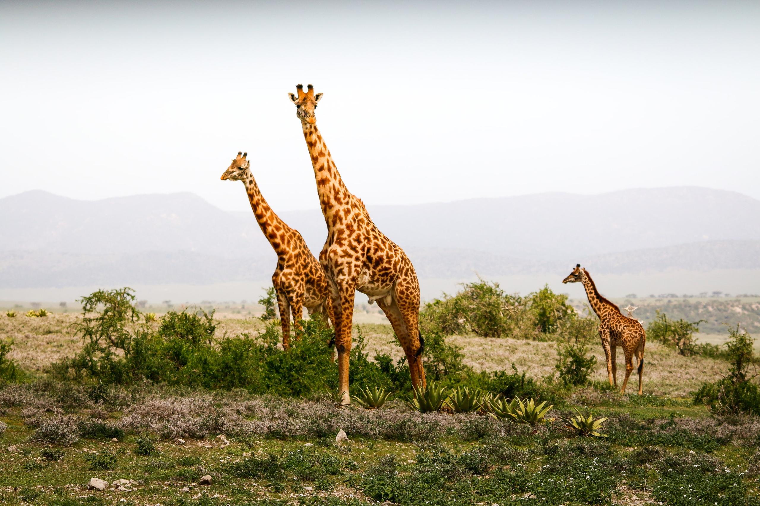 Tre giraffe nella savana
