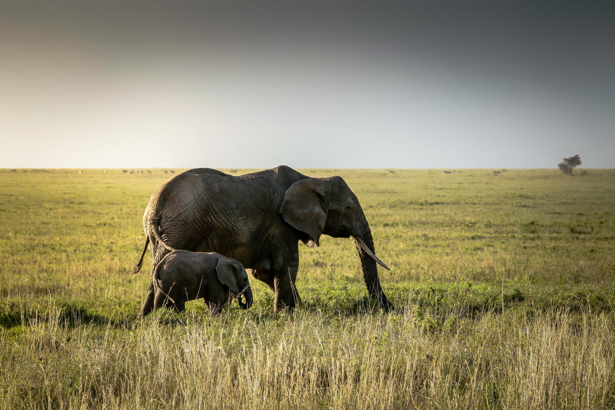 Elefantessa con il suo piccolo nella savana