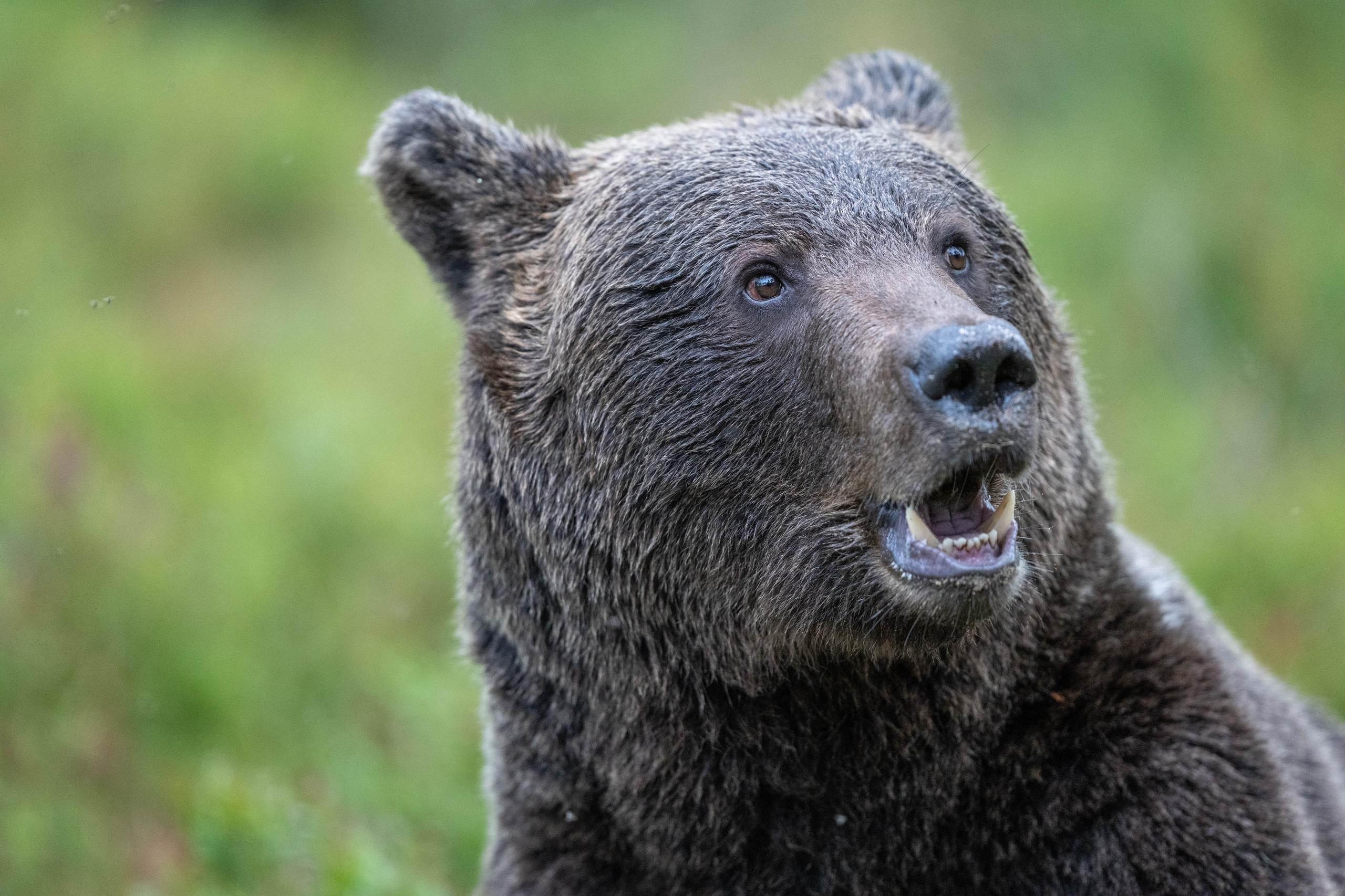 Orso bruno che guarda verso l’obiettivo nel bosco finlandese