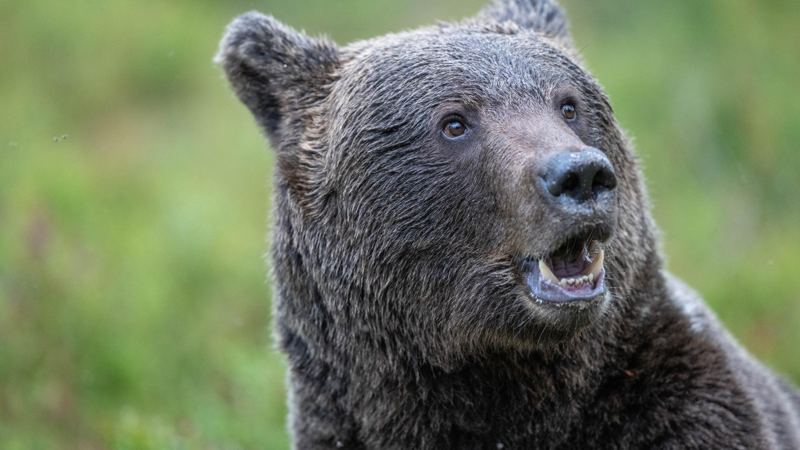 Orso bruno che guarda verso l’obiettivo nel bosco finlandese