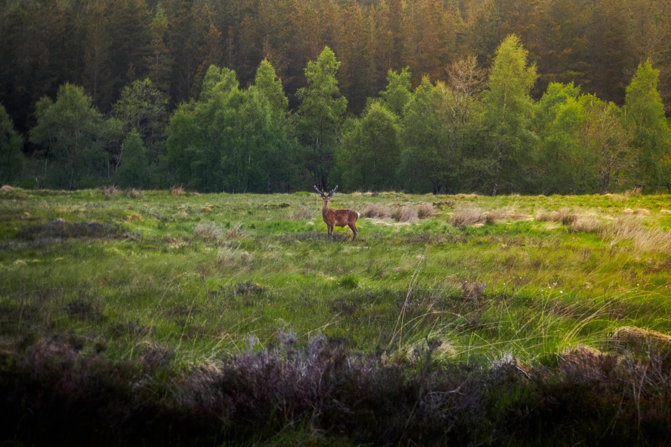 Cervo nobile in una radura delle Highlands
