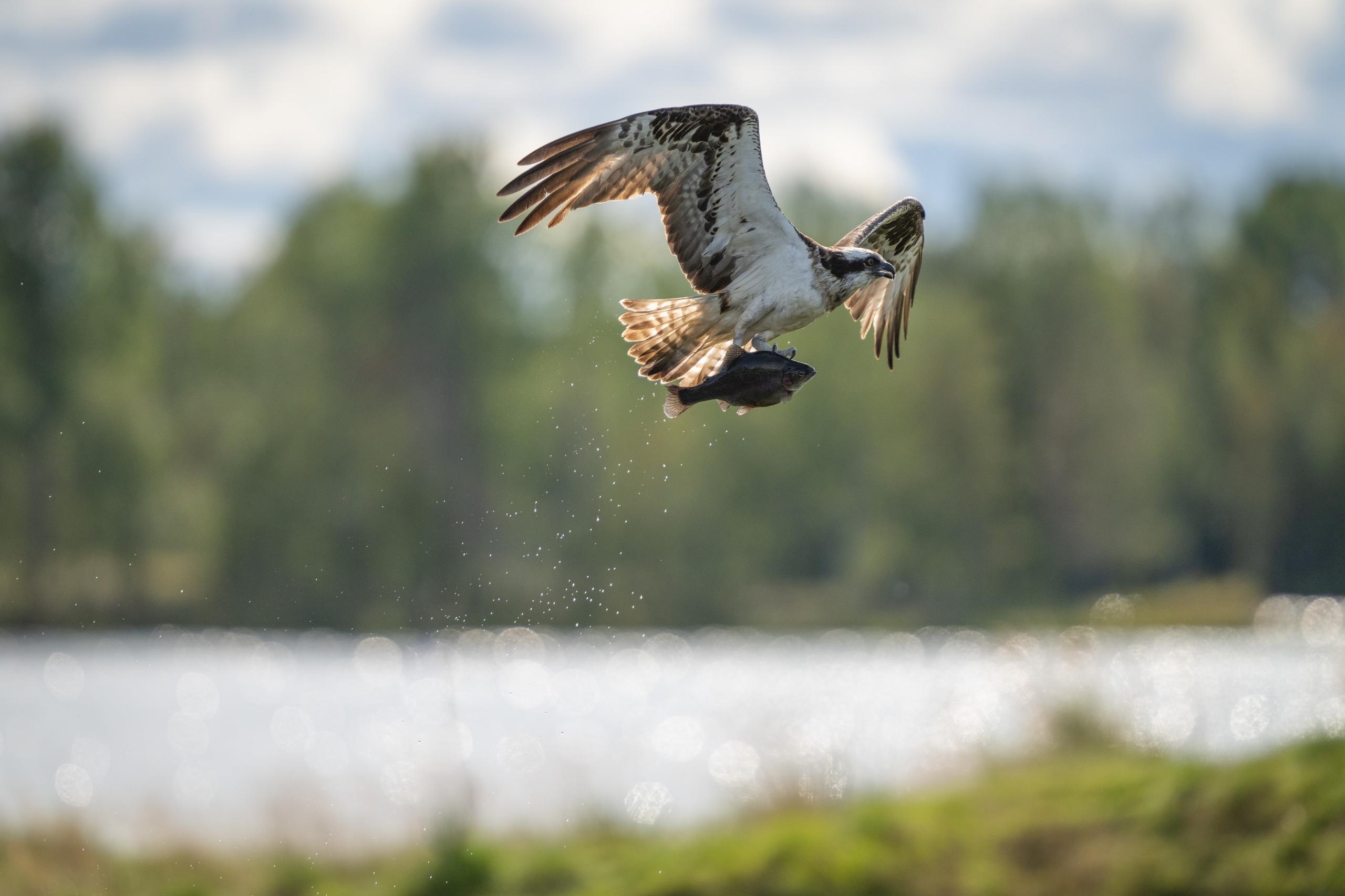Falco pescatore in volo sopra il lago