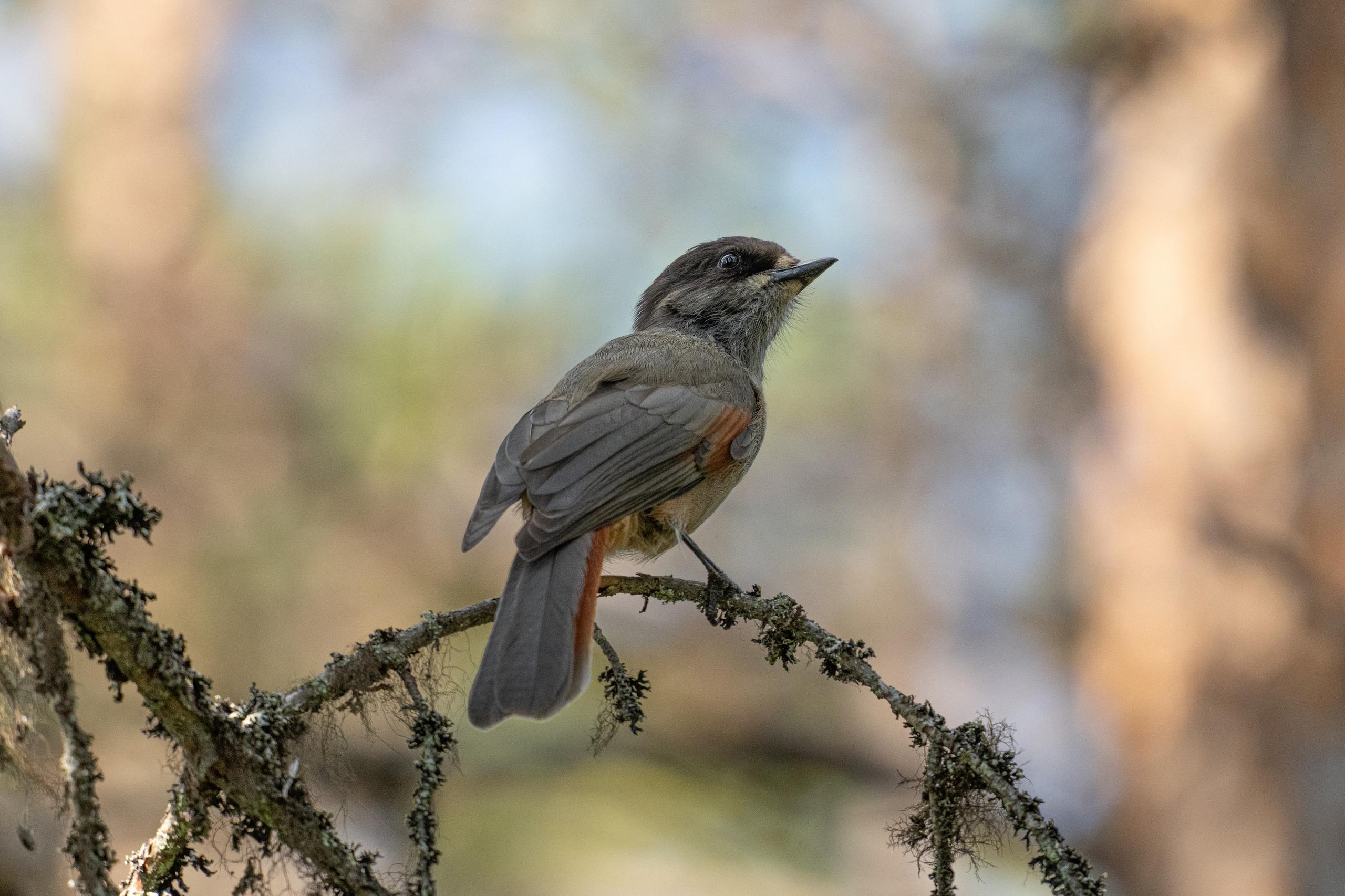 Ghiandaia siberiana posata su un ramo
