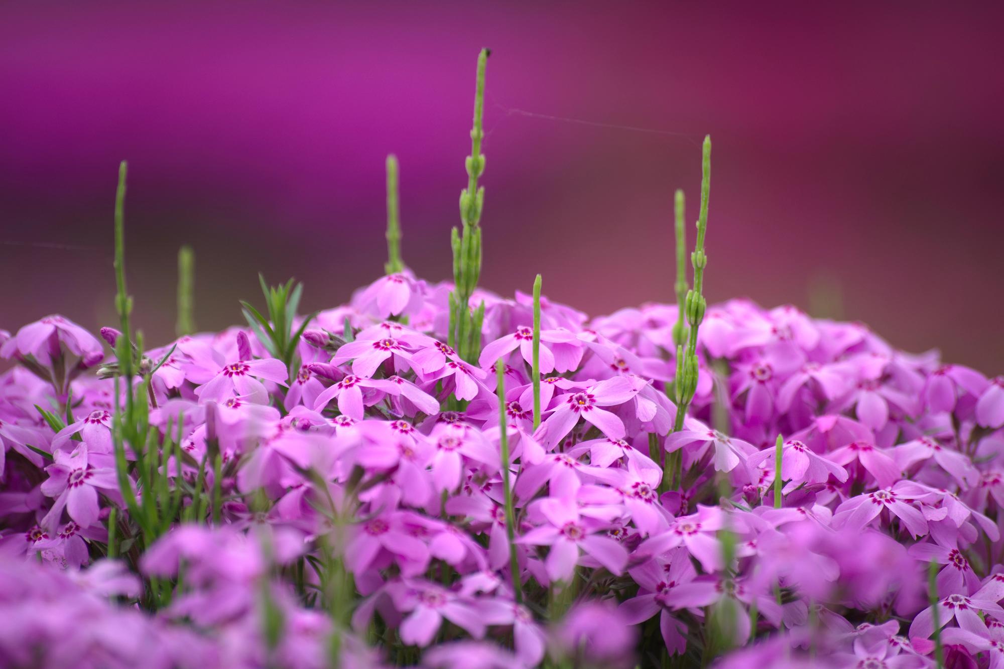 Fleurs de printemps à Chichibu — Raita Futo, CC BY 2.0