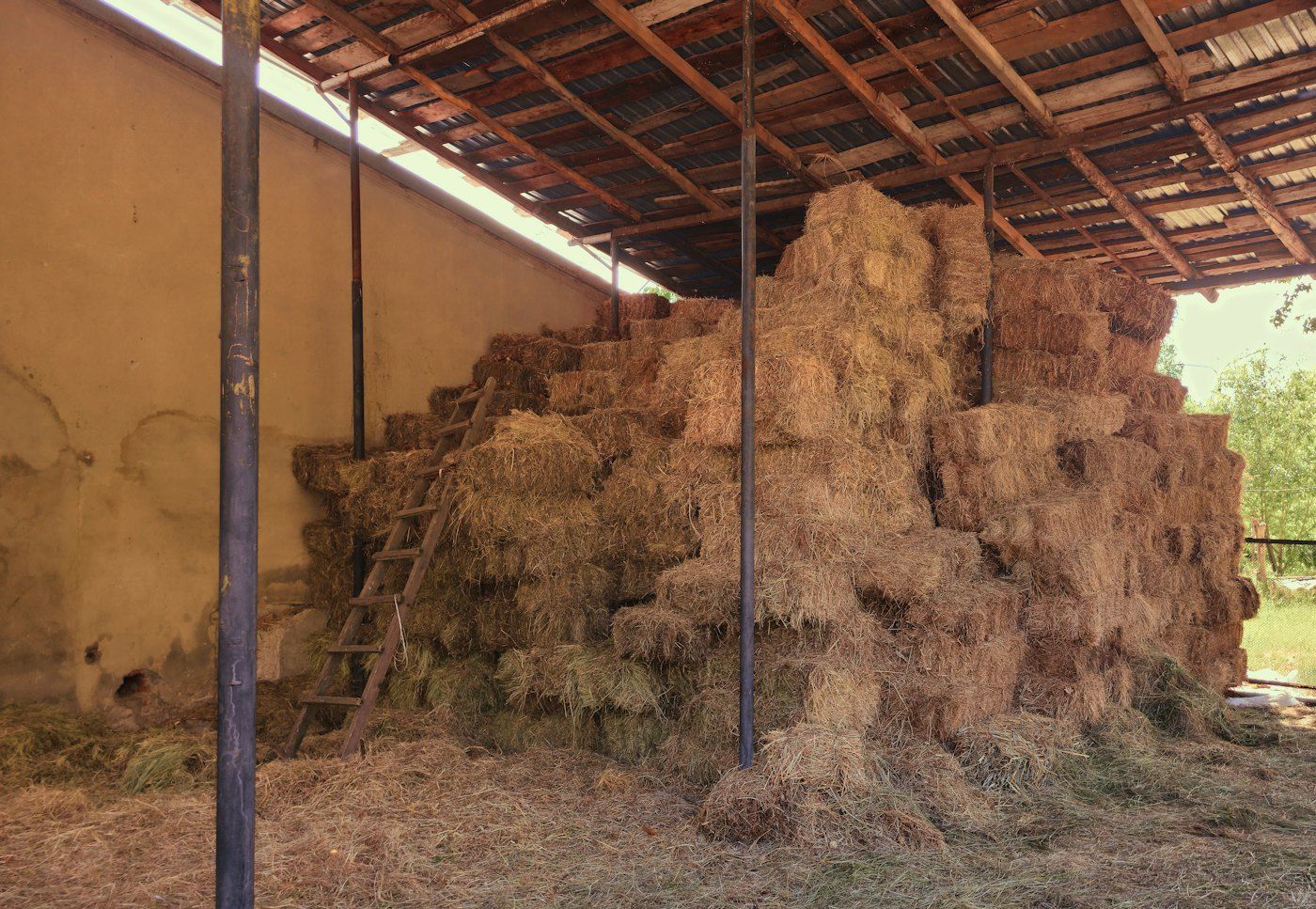 Fardo cuadrado de alfalfa, lote MF-218 (foto 3 de 4)