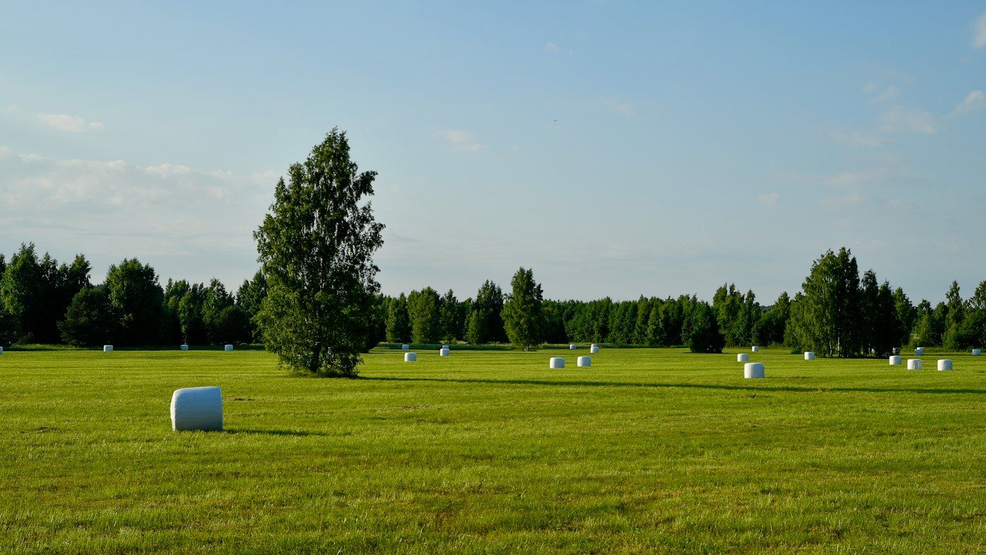 Silopack de pradera de trébol y raigrás, lote MF-226 (foto 4 de 4)