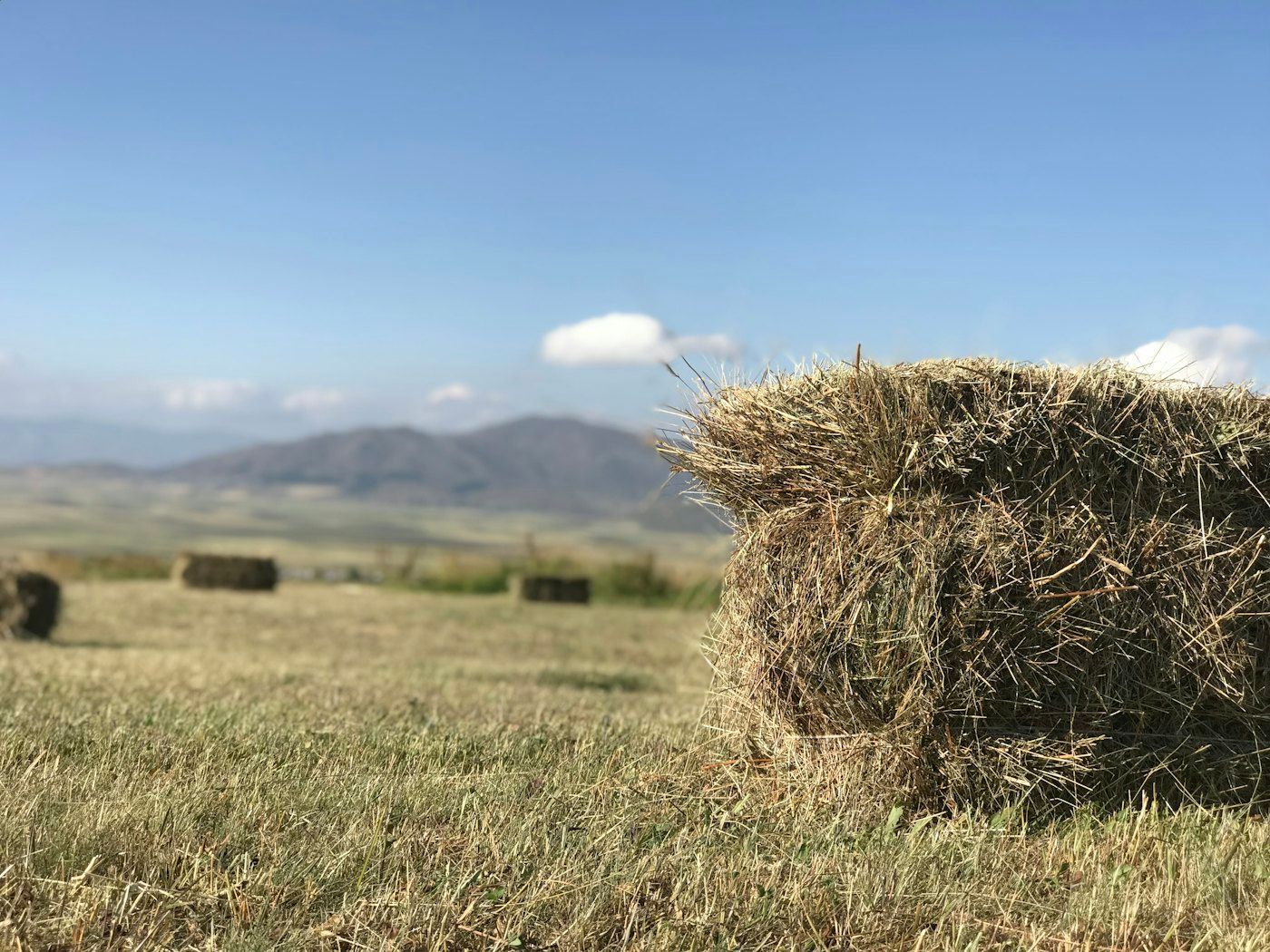 Fardo cuadrado de avena con grano, lote MF-214 (foto 1 de 4)