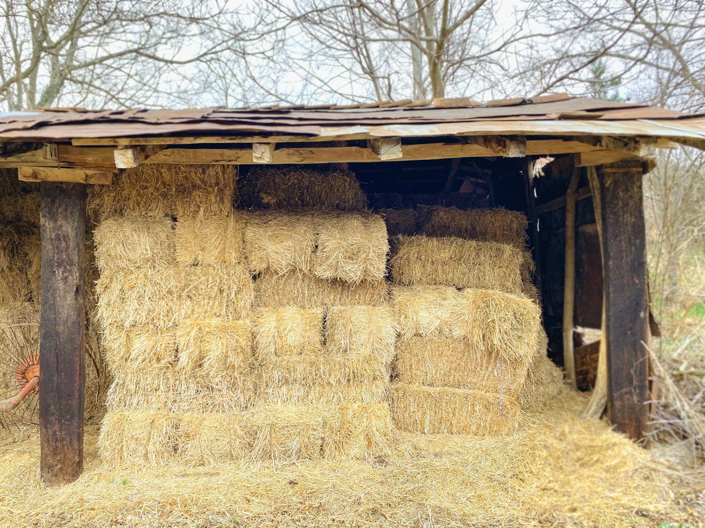 Fardo cuadrado de alfalfa, lote MF-218 (foto 1 de 4)