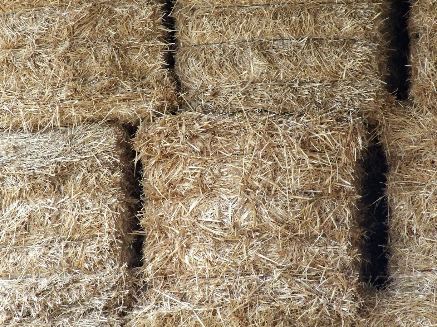 Fardo cuadrado de avena con grano, lote MF-214 (foto 2 de 4)