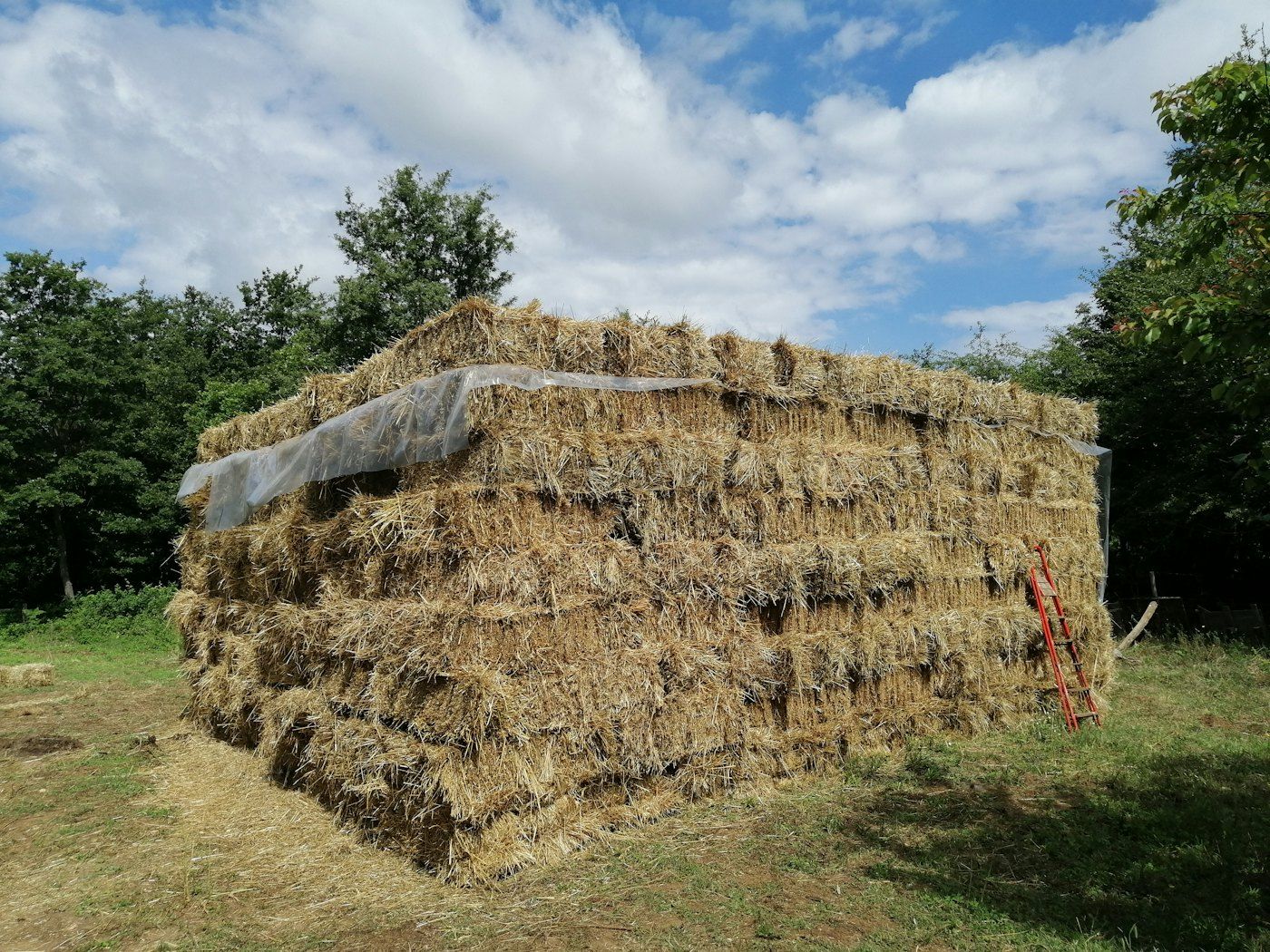 Fardo cuadrado de paja de trigo, lote MF-224 (foto 4 de 4)
