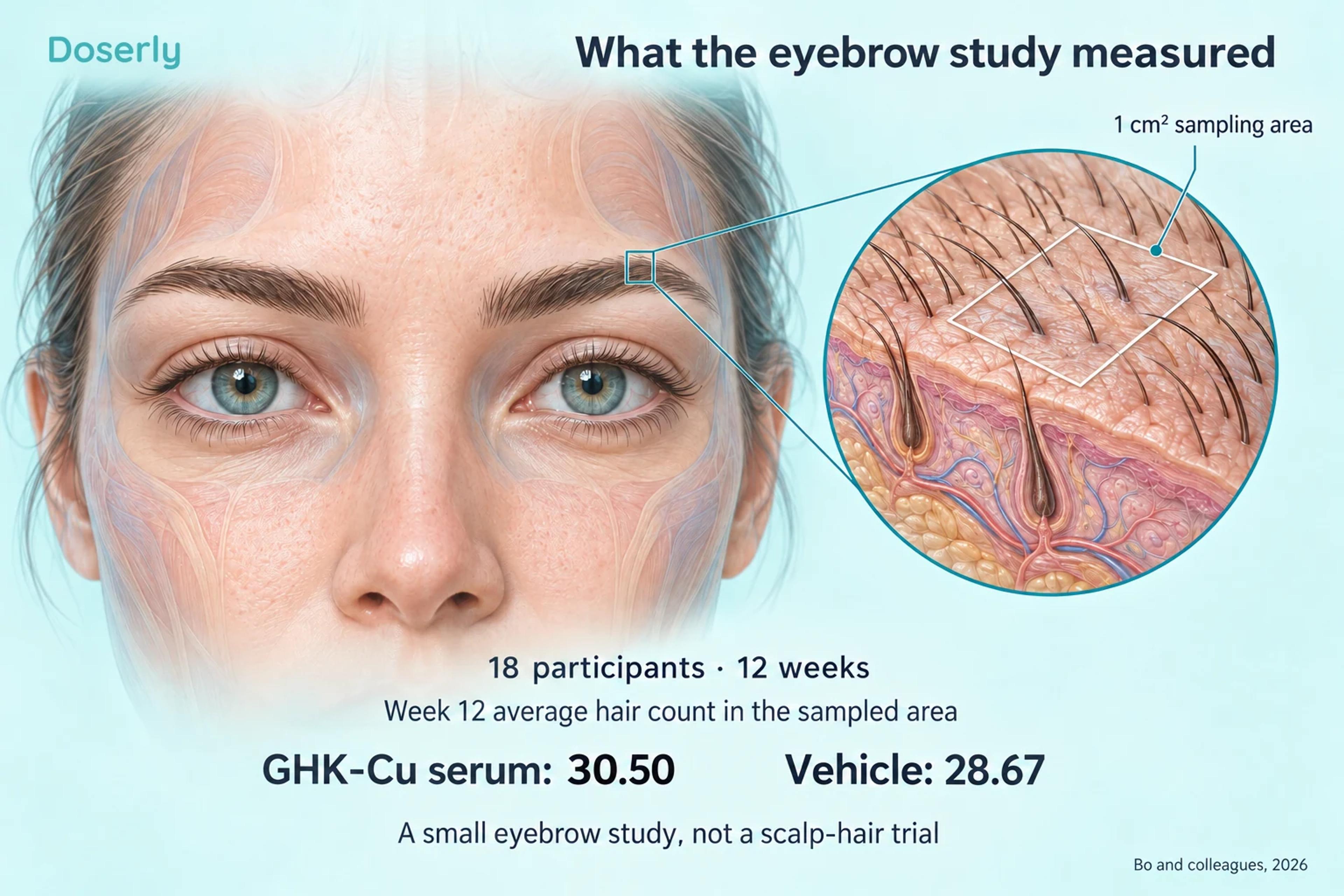 An illustrated eyebrow sampling area alongside the study's week-12 average counts of 30.50 with GHK-Cu serum and 28.67 with vehicle.