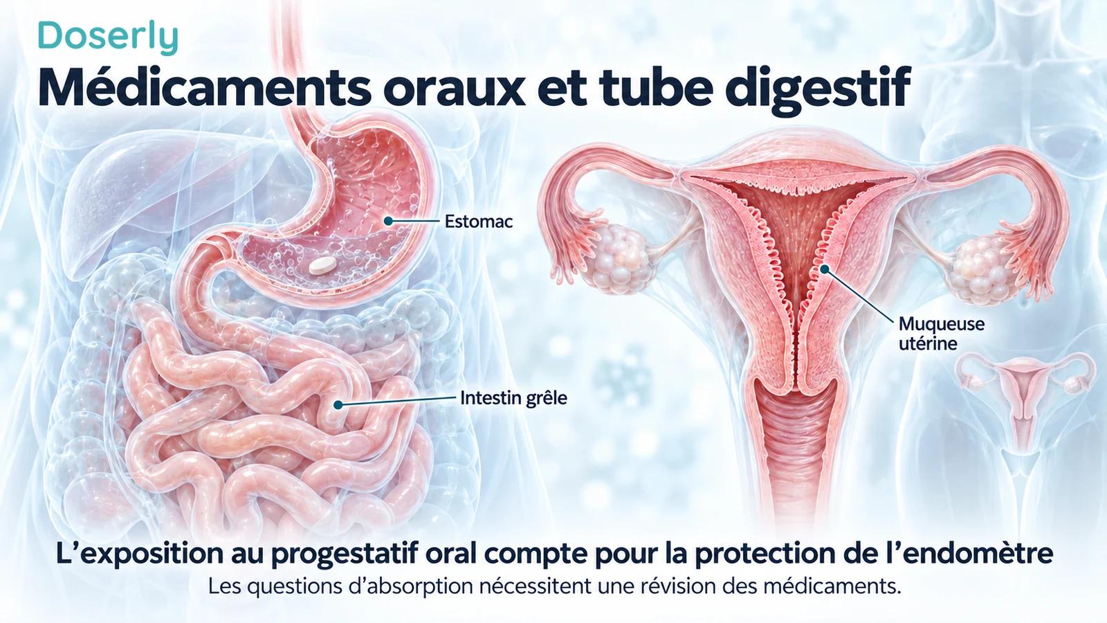 Anatomie détaillée de l’estomac et de l’intestin grêle à côté d’une coupe distincte de l’utérus mettant en évidence sa muqueuse.