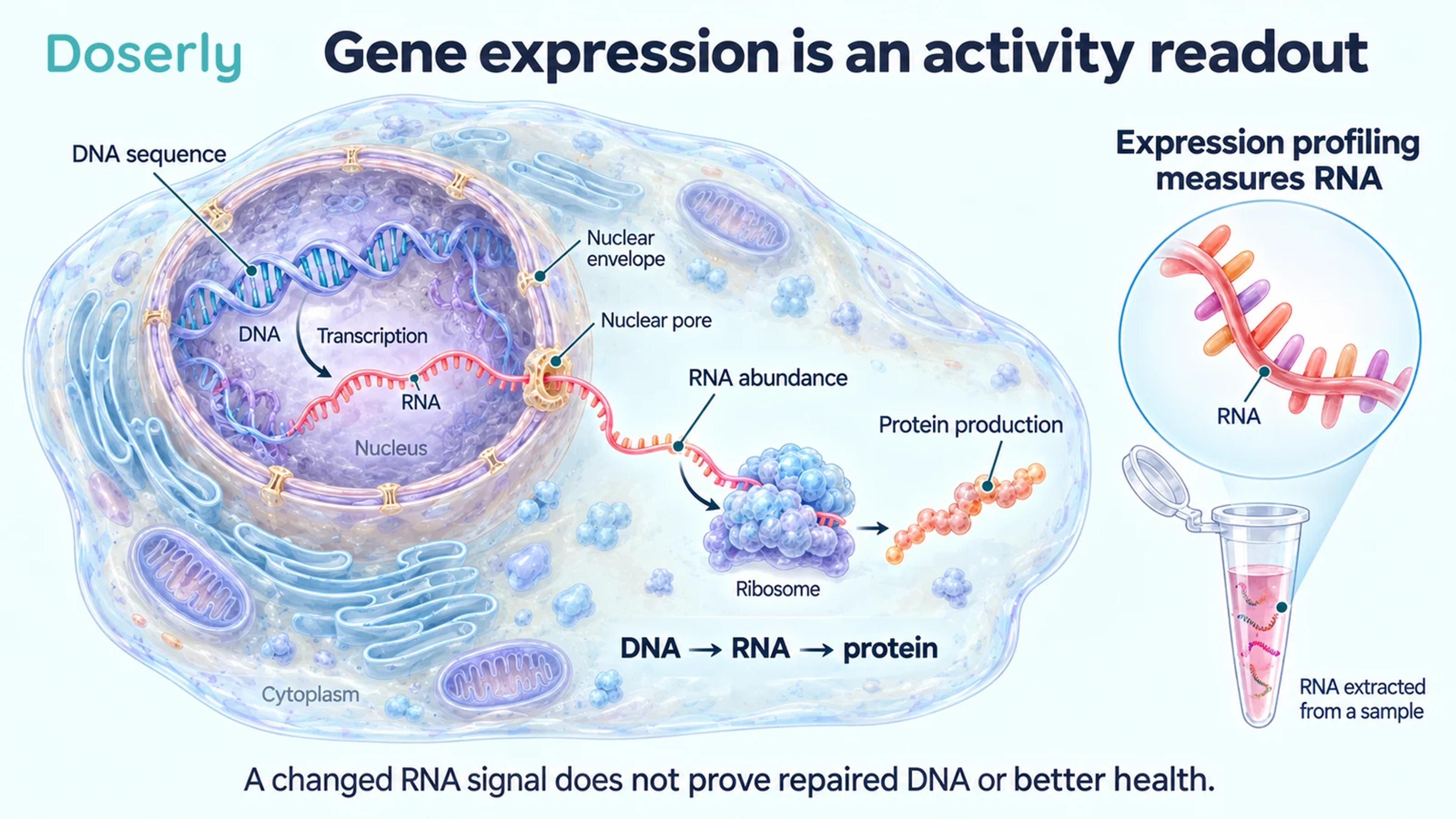 Detailed cell illustration separating DNA sequence, RNA abundance, and protein production