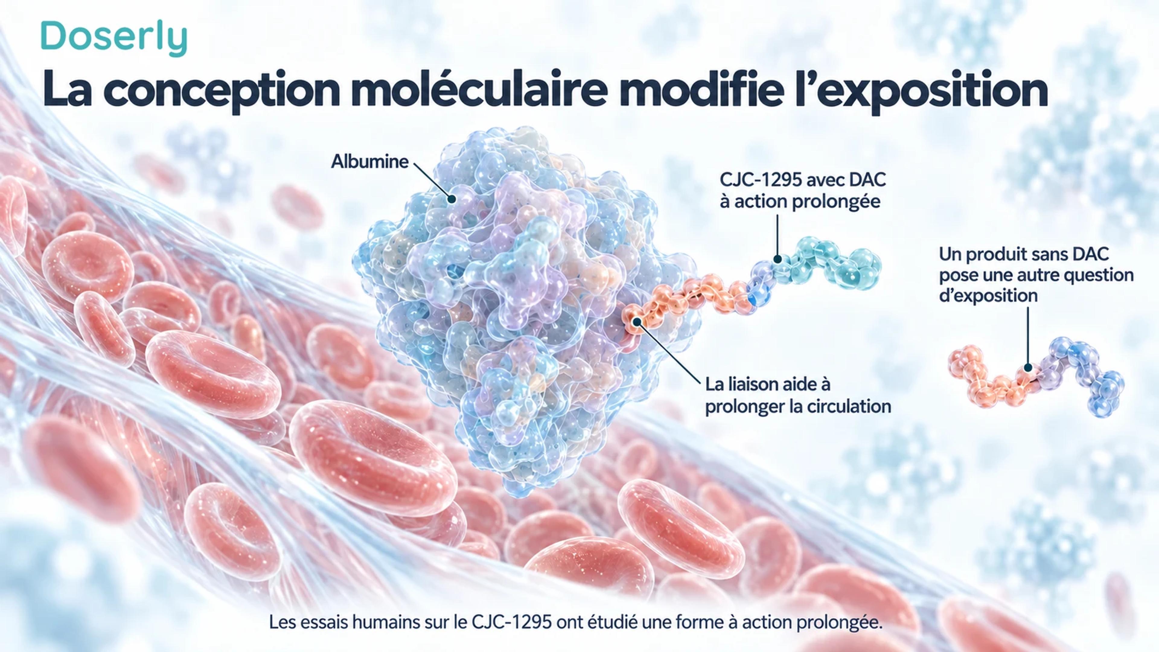 Représentation conceptuelle d’une protéine d’albumine liée à un peptide CJC-1295 à action prolongée, à côté d’un peptide non lié.