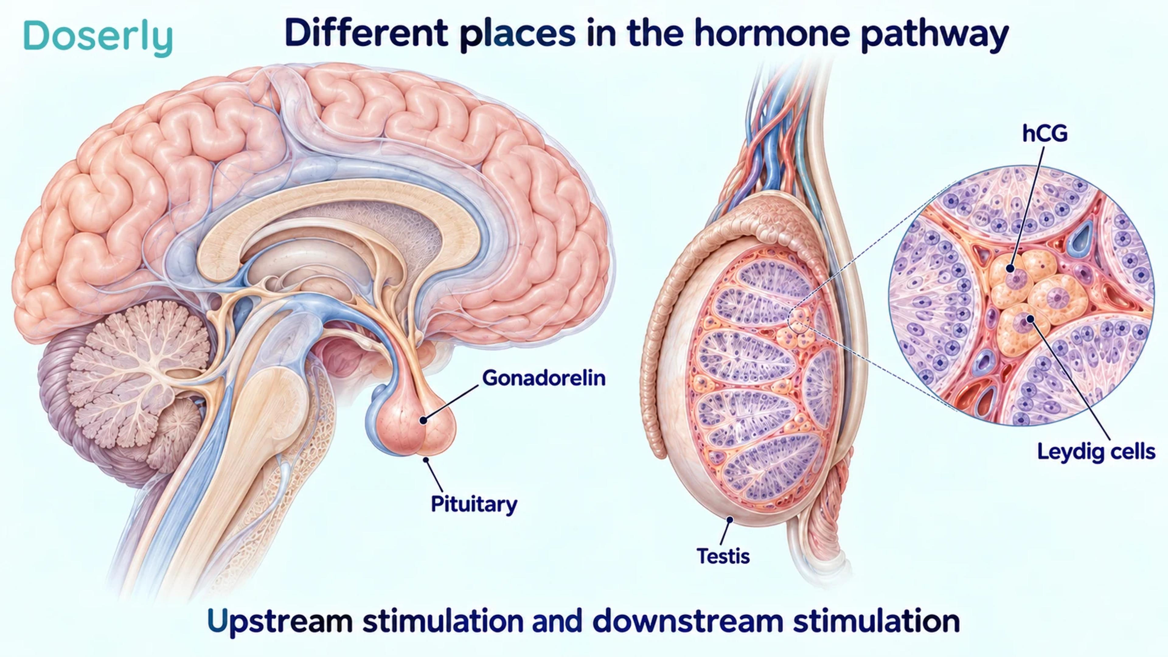 Detailed pituitary and testicular anatomy showing gonadorelin's upstream target and hCG's action at Leydig cells.