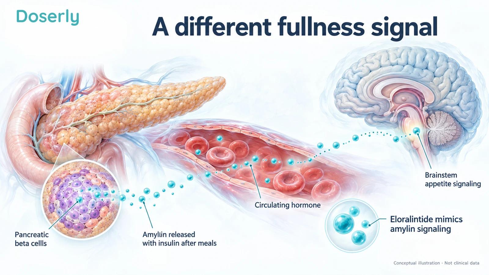 Pancreatic beta cells release amylin into circulation, with a conceptual signaling path toward appetite-regulating brainstem structures.