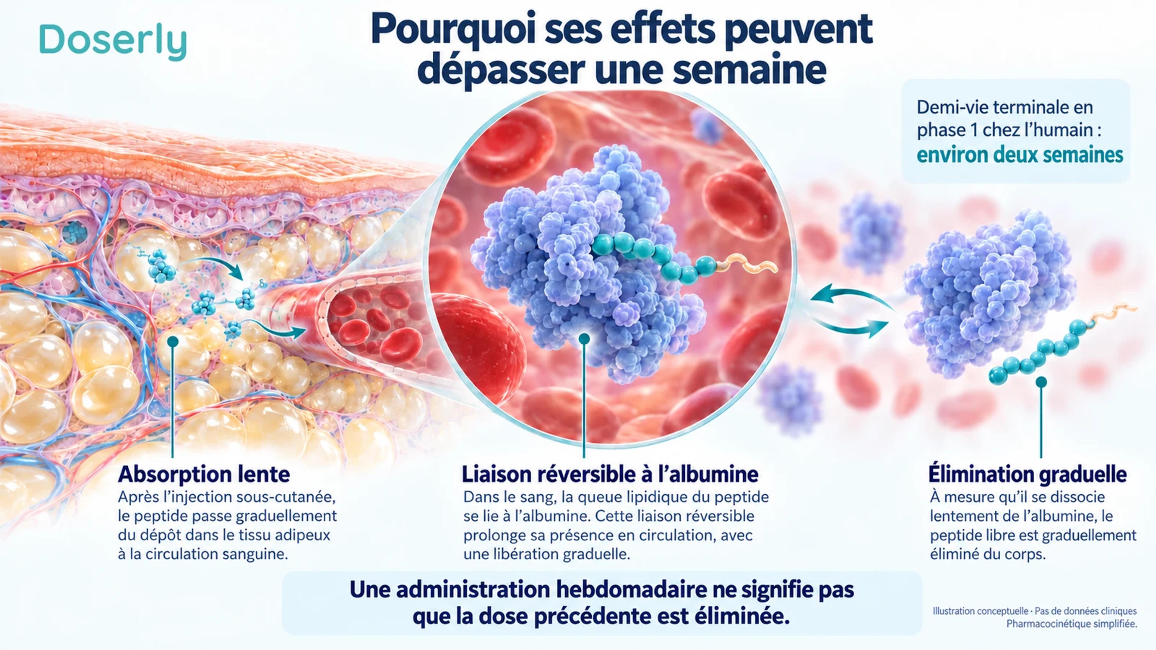Du tissu sous-cutané, un vaisseau sanguin et une représentation schématique de l’albumine illustrent l’absorption lente, la liaison réversible et l’élimination graduelle d’un peptide à action prolongée.